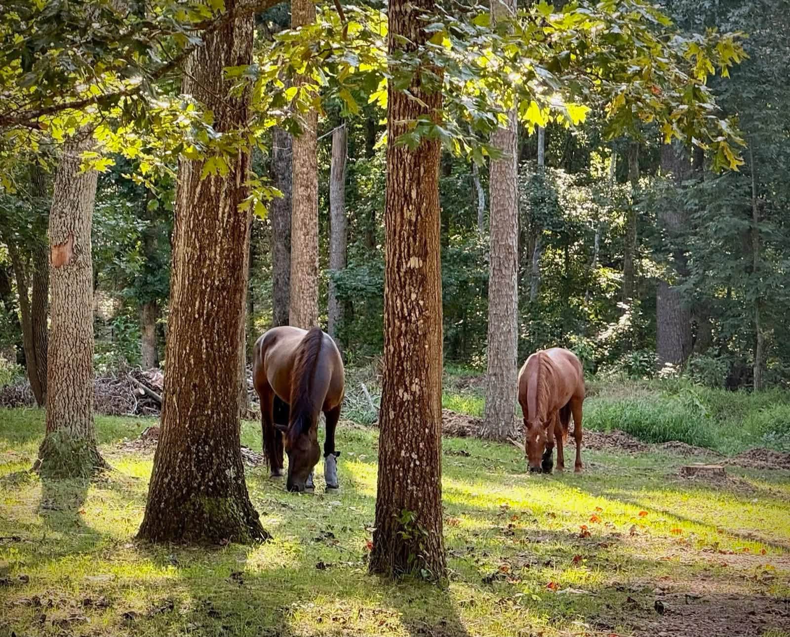 Horses grazing under tall trees at the farm