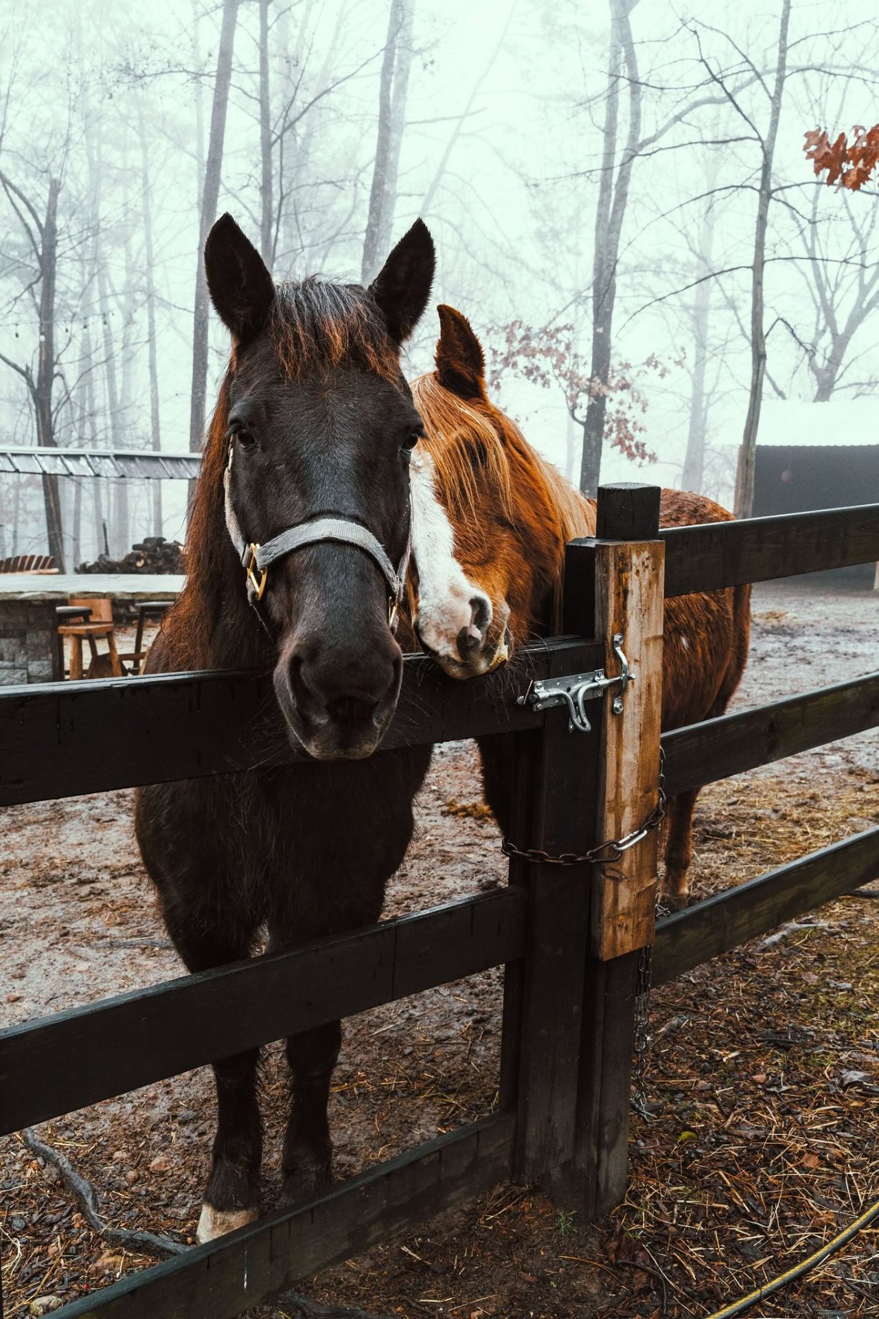 Two horses at the pasture fence on a misty morning